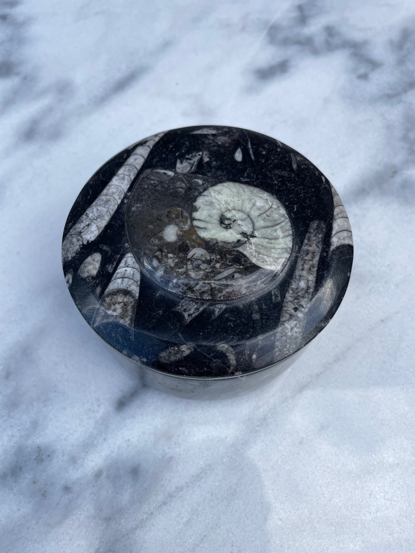 Ammonite and Orthocerus Fossil Trinket Box