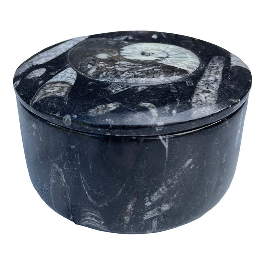 Ammonite and Orthocerus Fossil Trinket Box