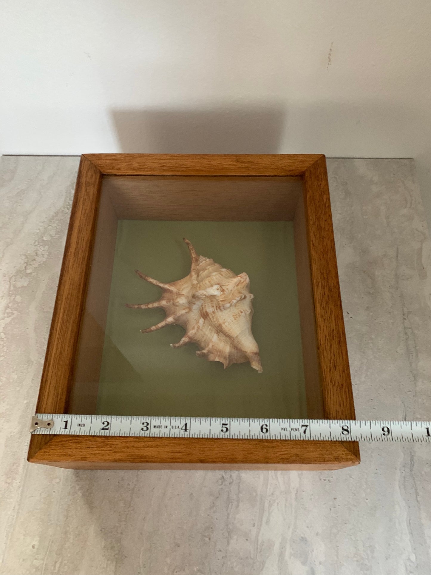 Vintage Shell in a Wooden Shadow Box