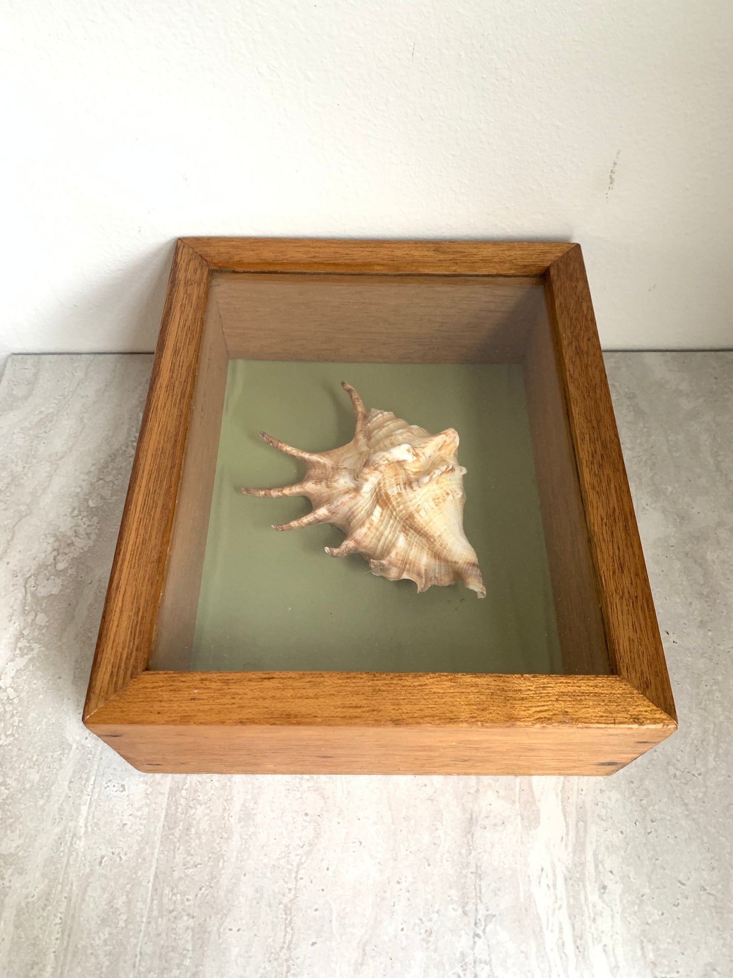 Vintage Shell in a Wooden Shadow Box