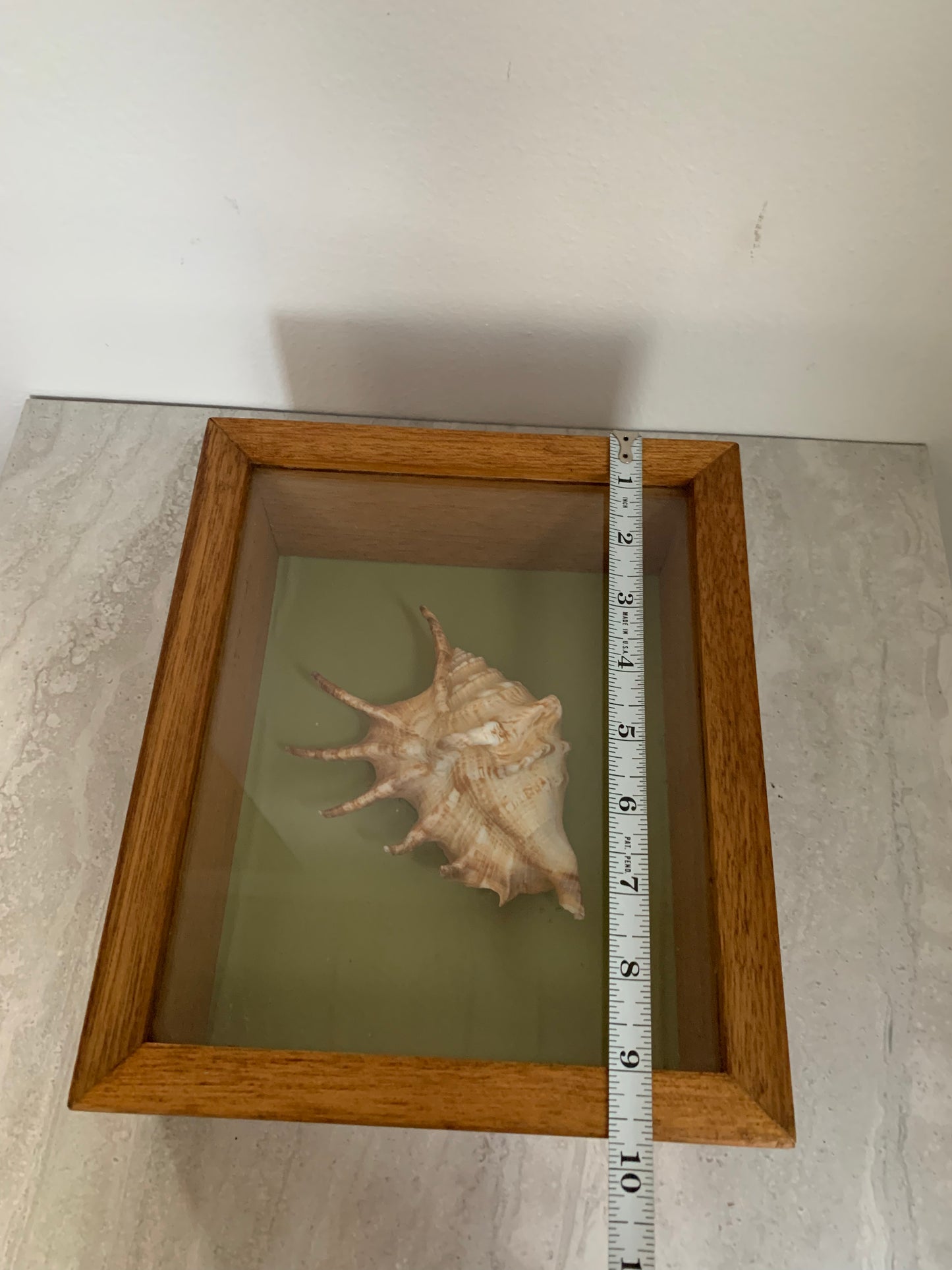 Vintage Shell in a Wooden Shadow Box