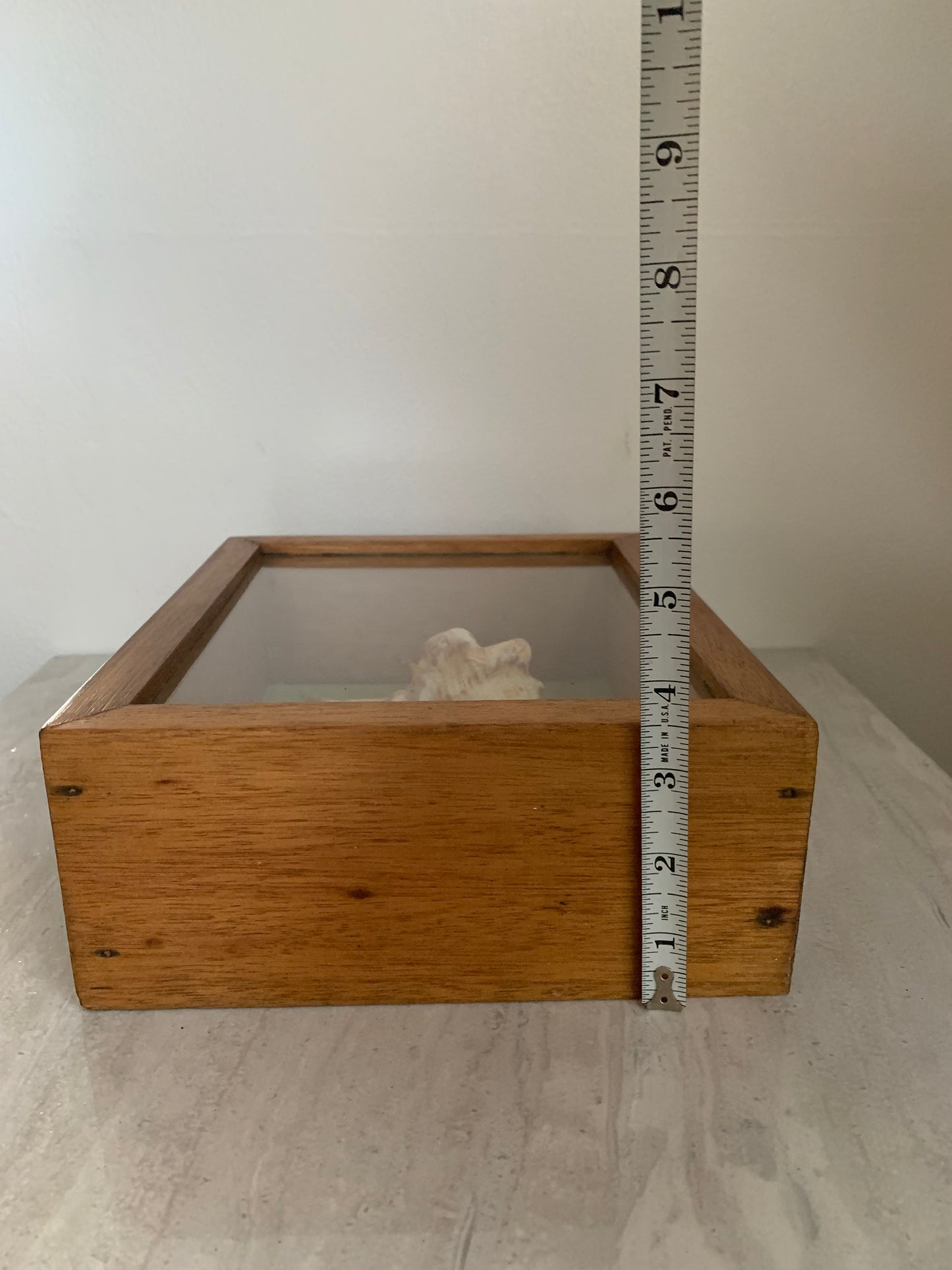 Vintage Shell in a Wooden Shadow Box