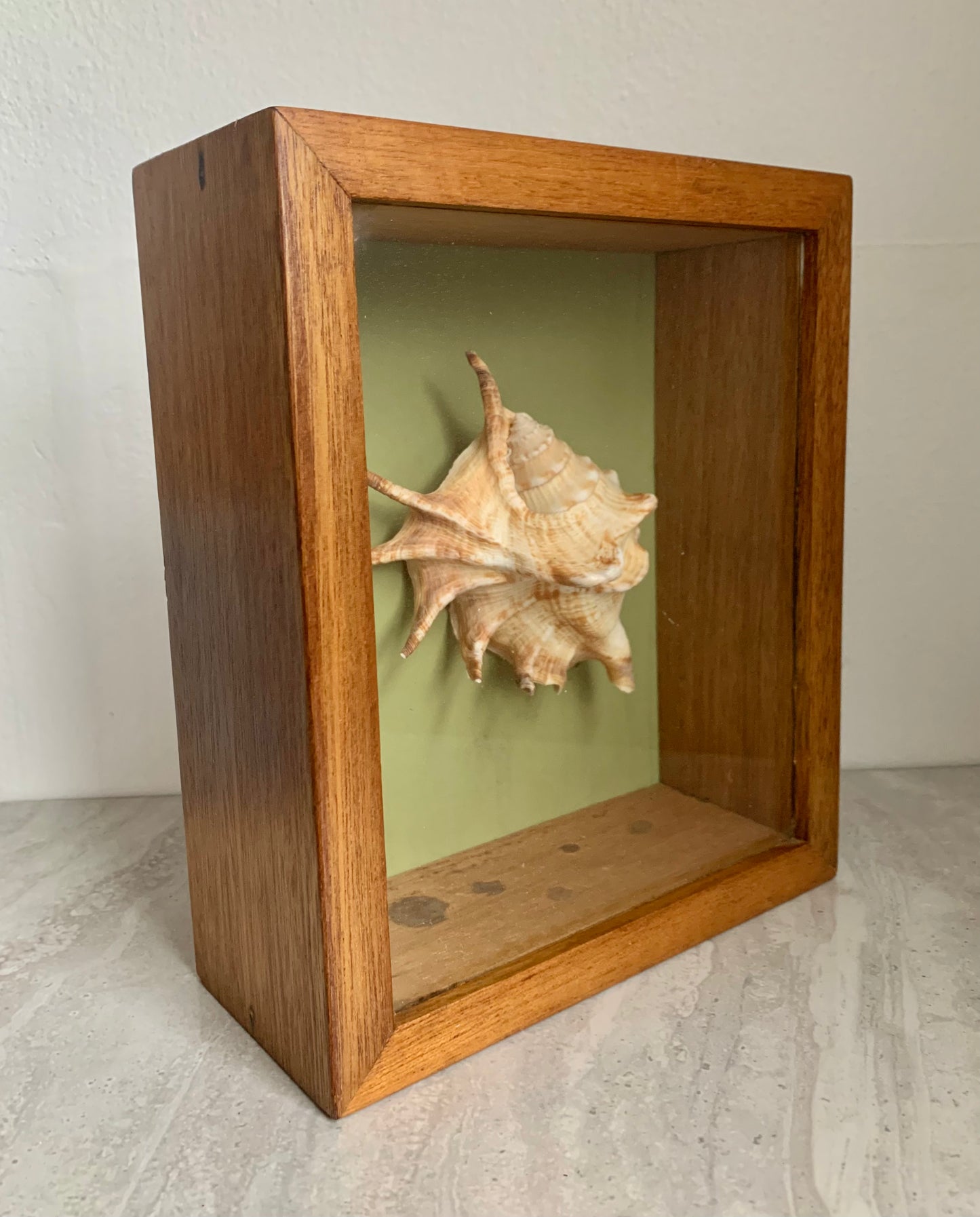 Vintage Shell in a Wooden Shadow Box