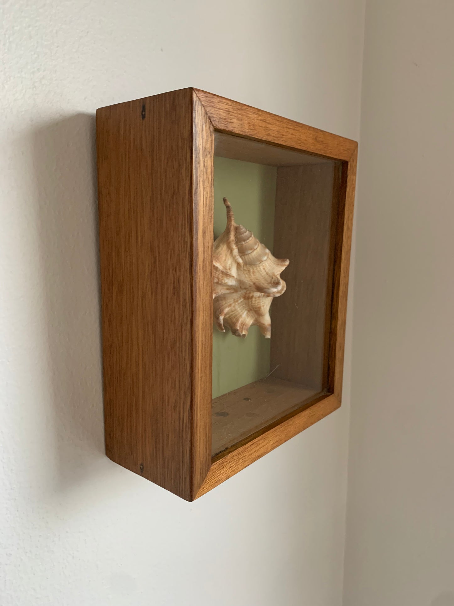 Vintage Shell in a Wooden Shadow Box