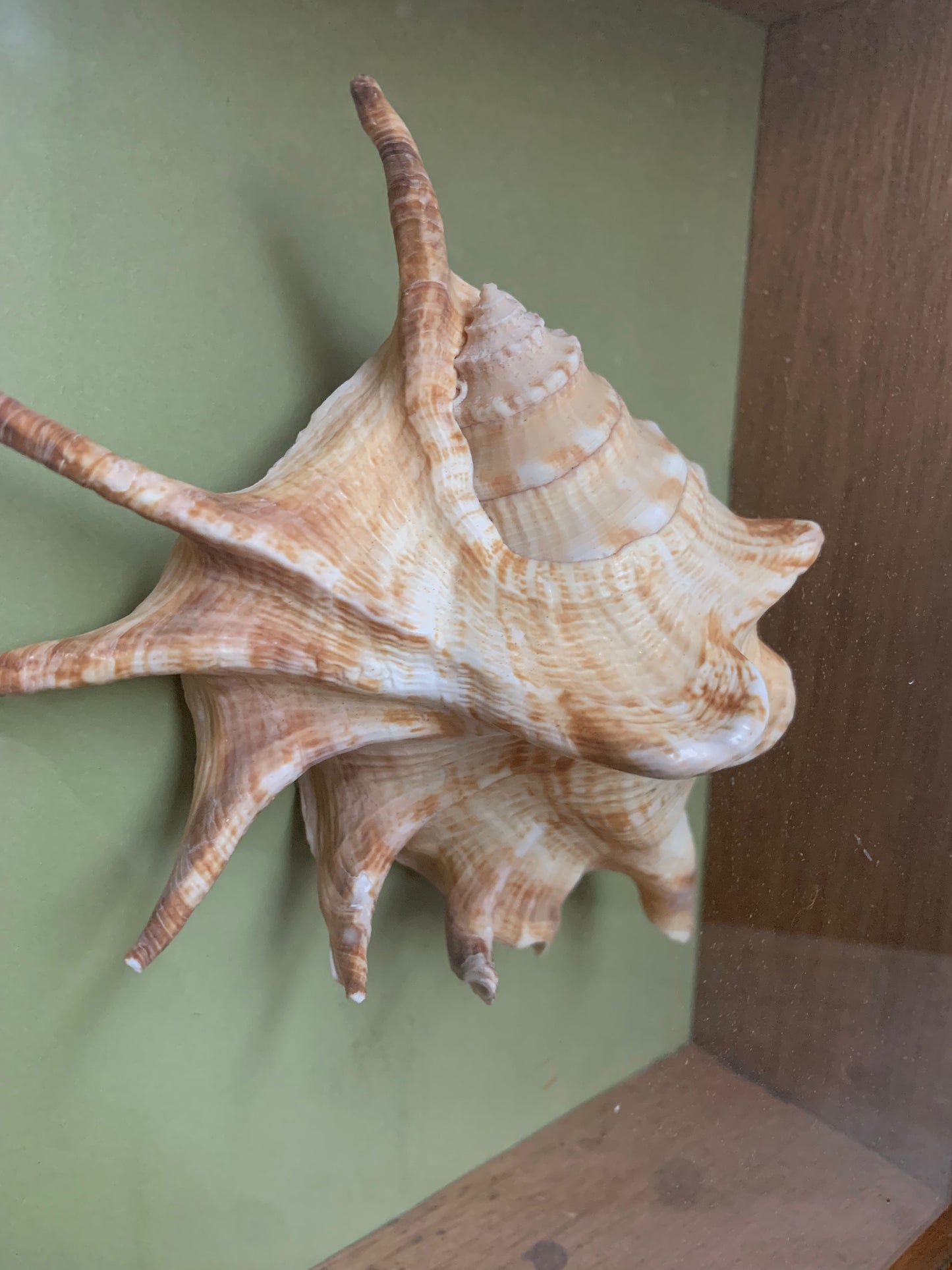 Vintage Shell in a Wooden Shadow Box
