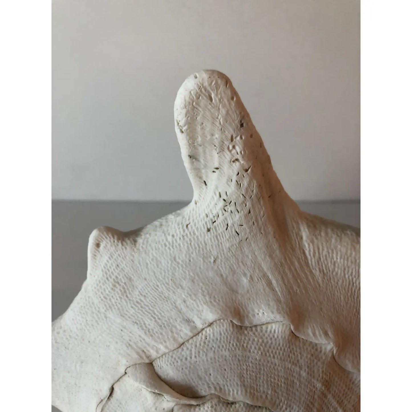 Large Queen Helmet Conch Shell