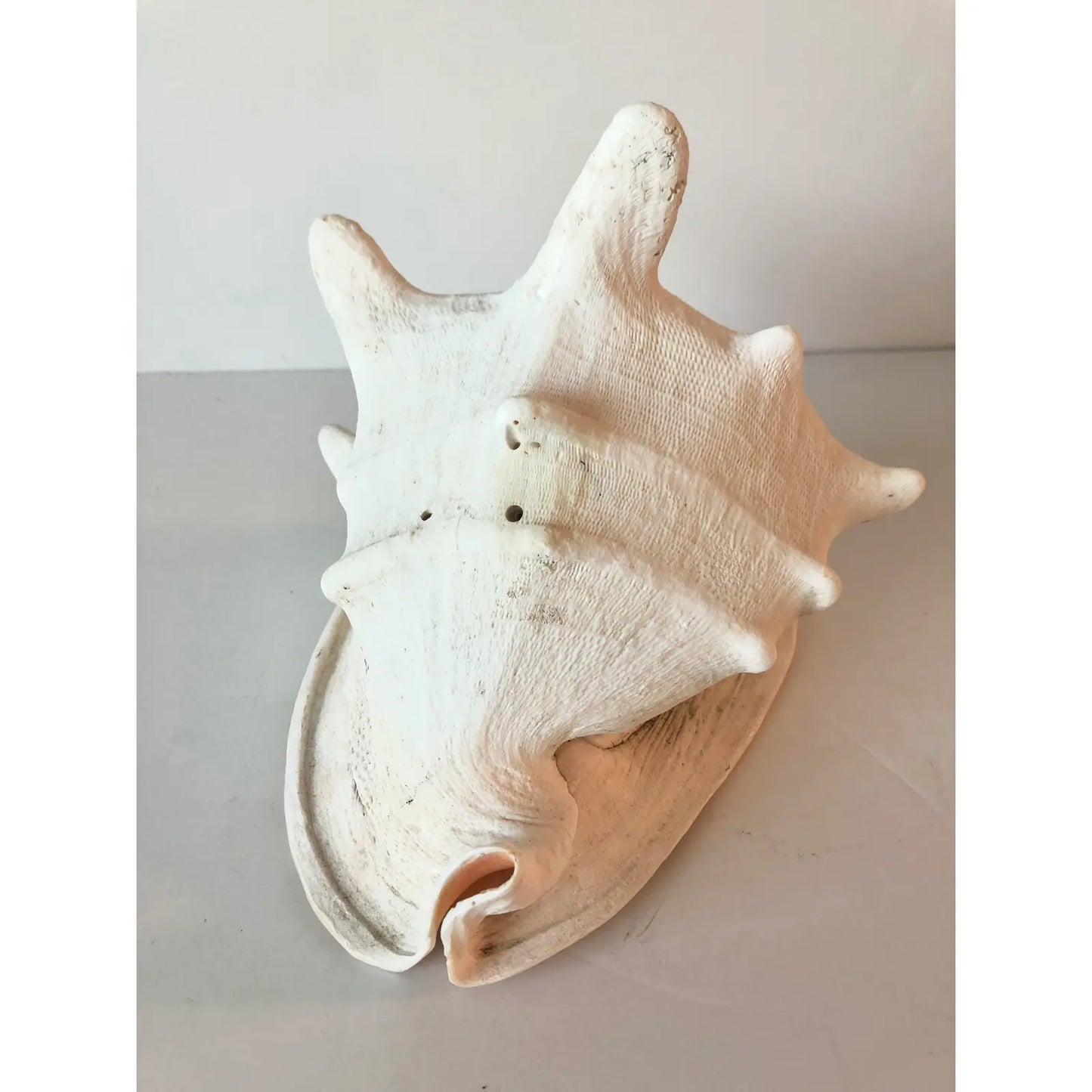 Large Queen Helmet Conch Shell