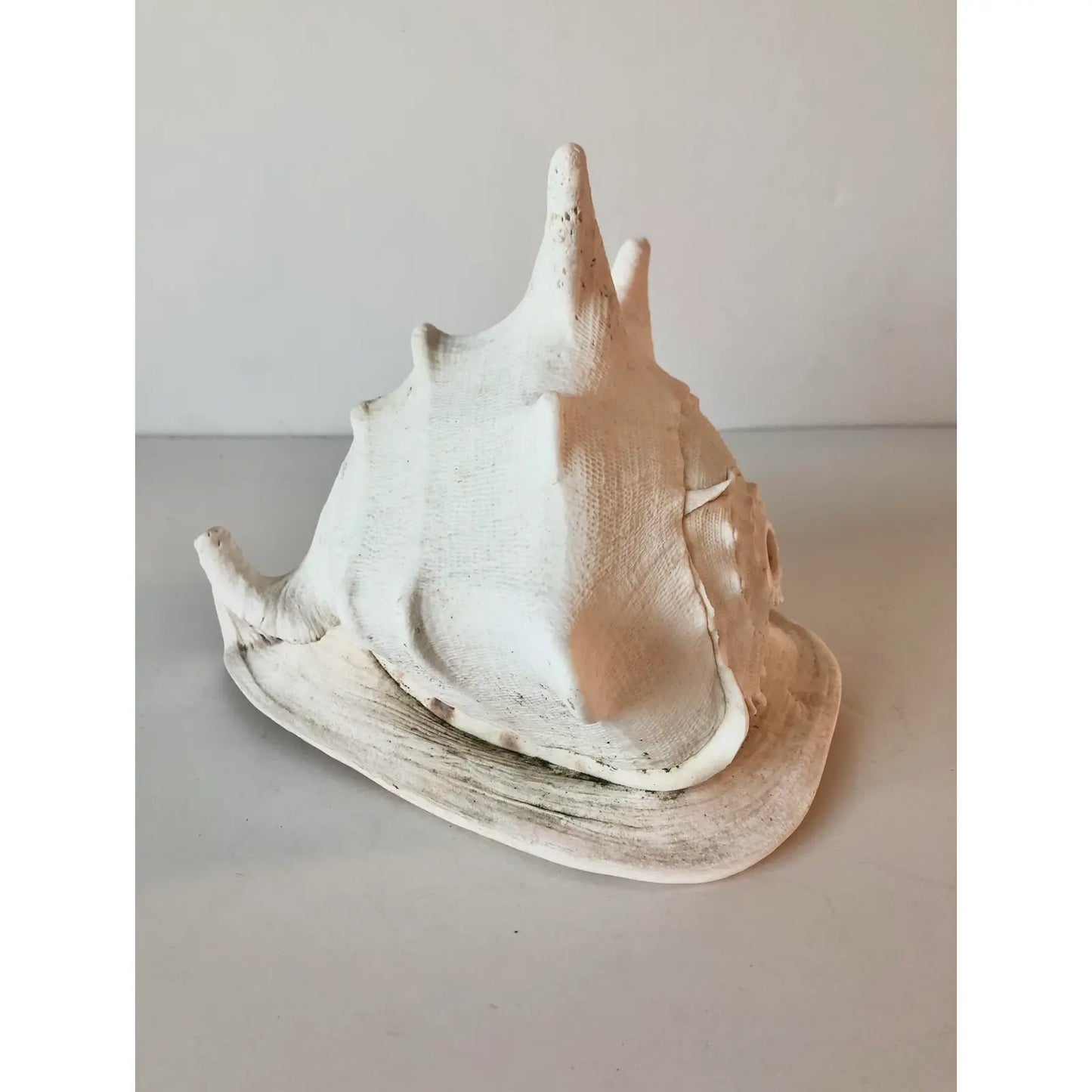 Large Queen Helmet Conch Shell