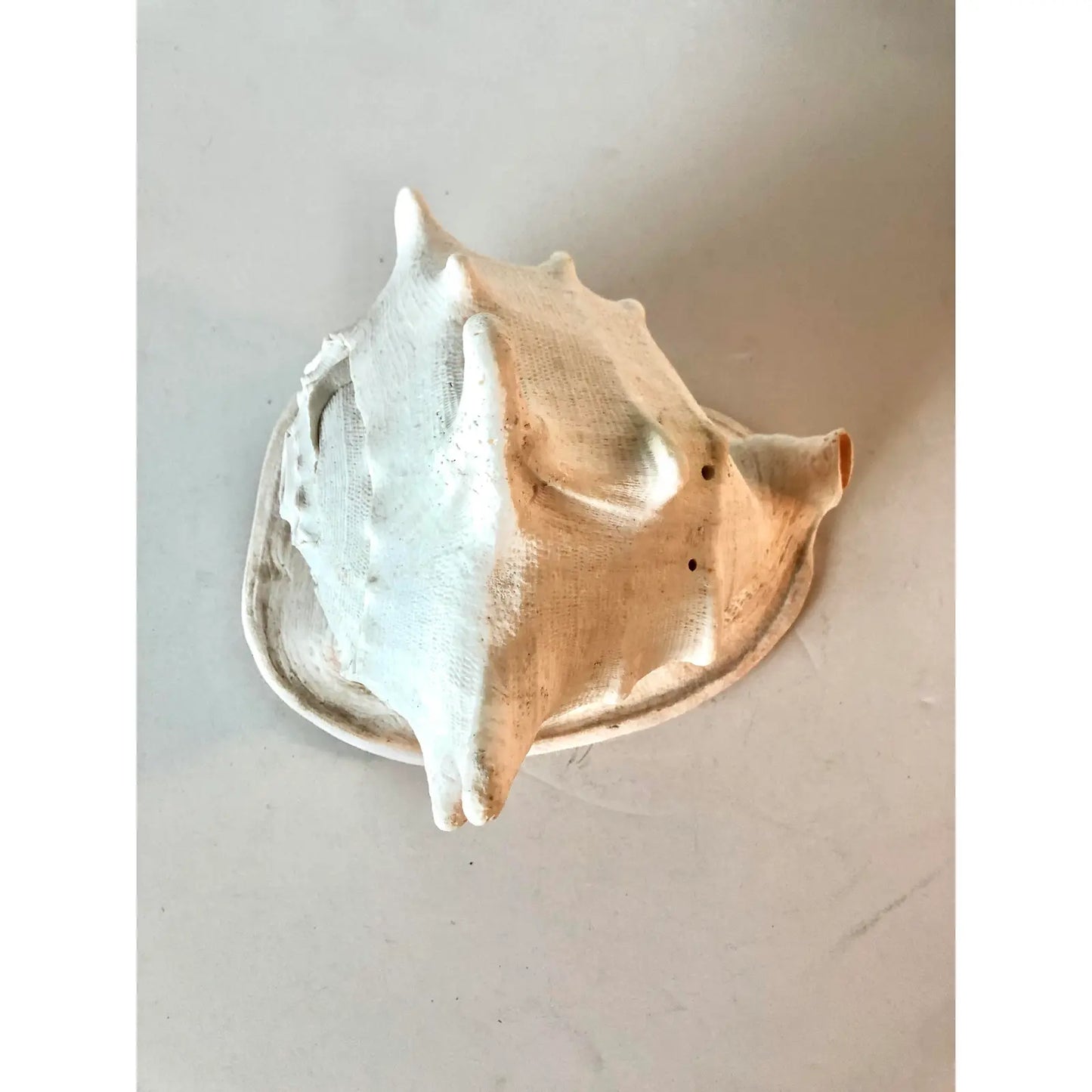 Large Queen Helmet Conch Shell
