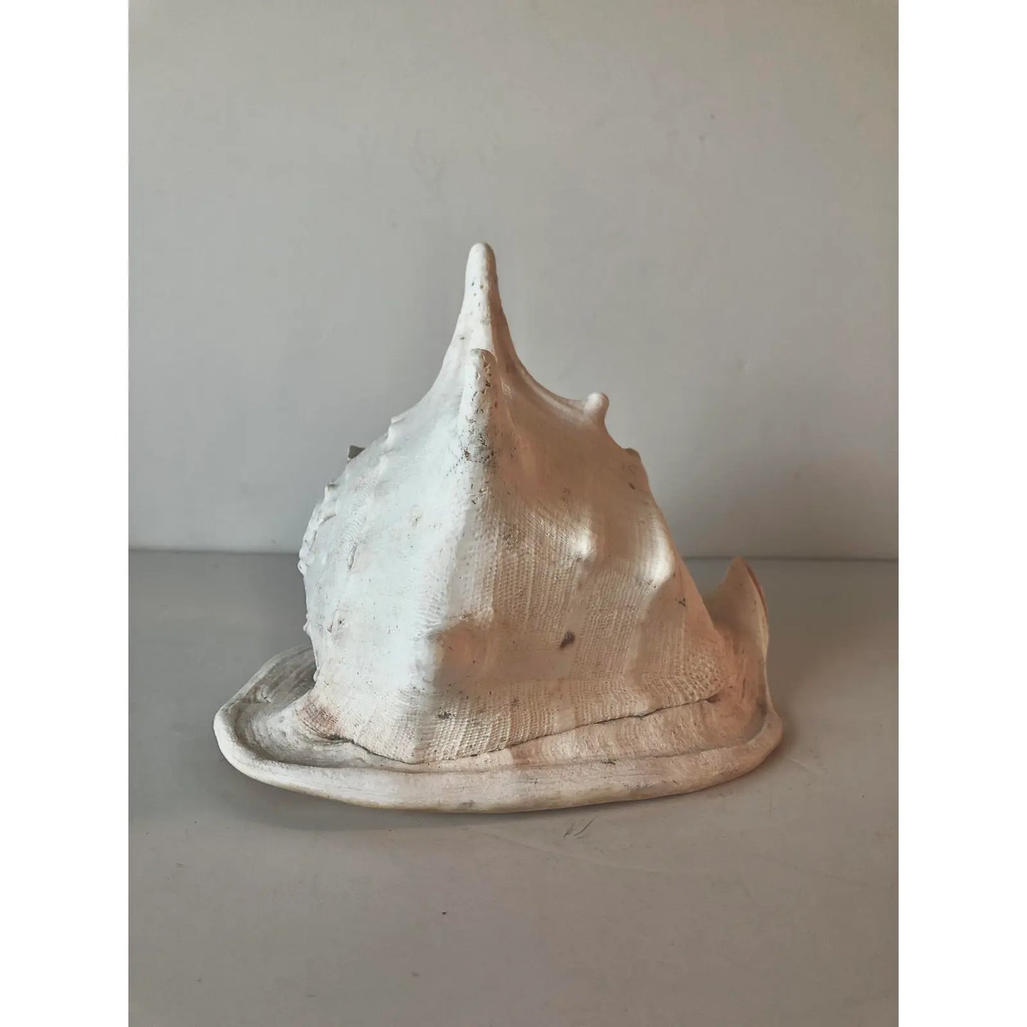 Large Queen Helmet Conch Shell
