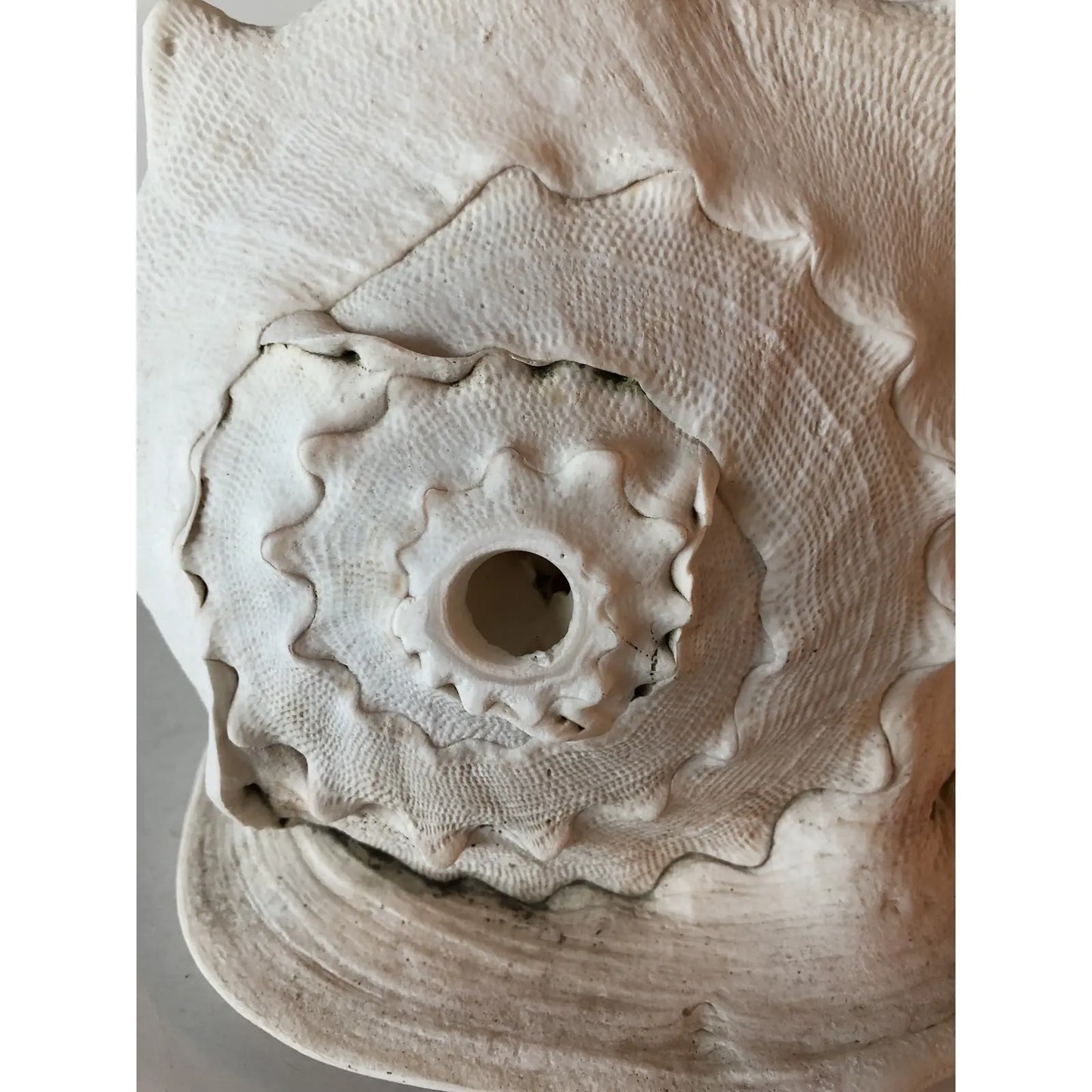 Large Queen Helmet Conch Shell
