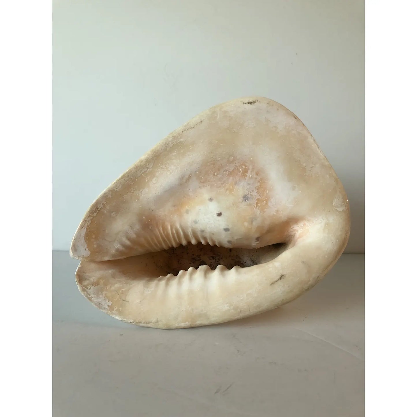 Large Queen Helmet Conch Shell