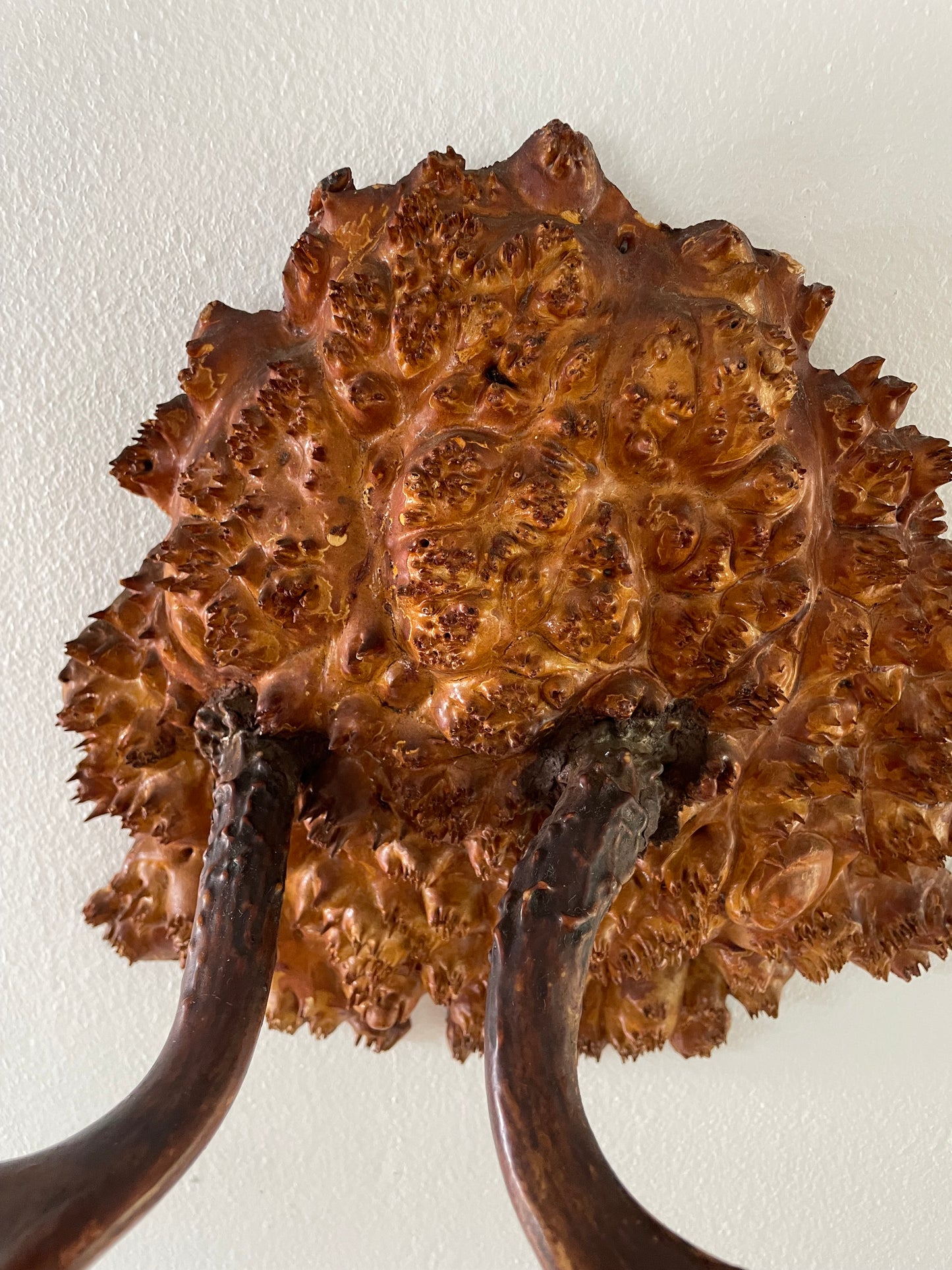 Vintage Trophy Antlers on Hardwood Burl Mount