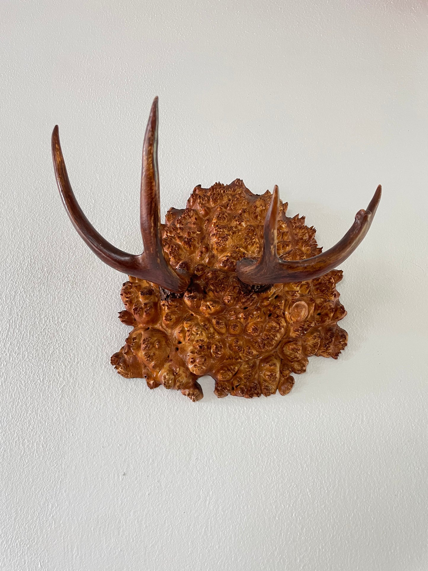 Vintage Trophy Antlers on Hardwood Burl Mount