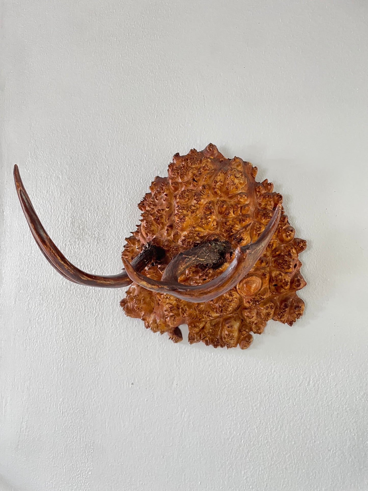 Vintage Trophy Antlers on Hardwood Burl Mount