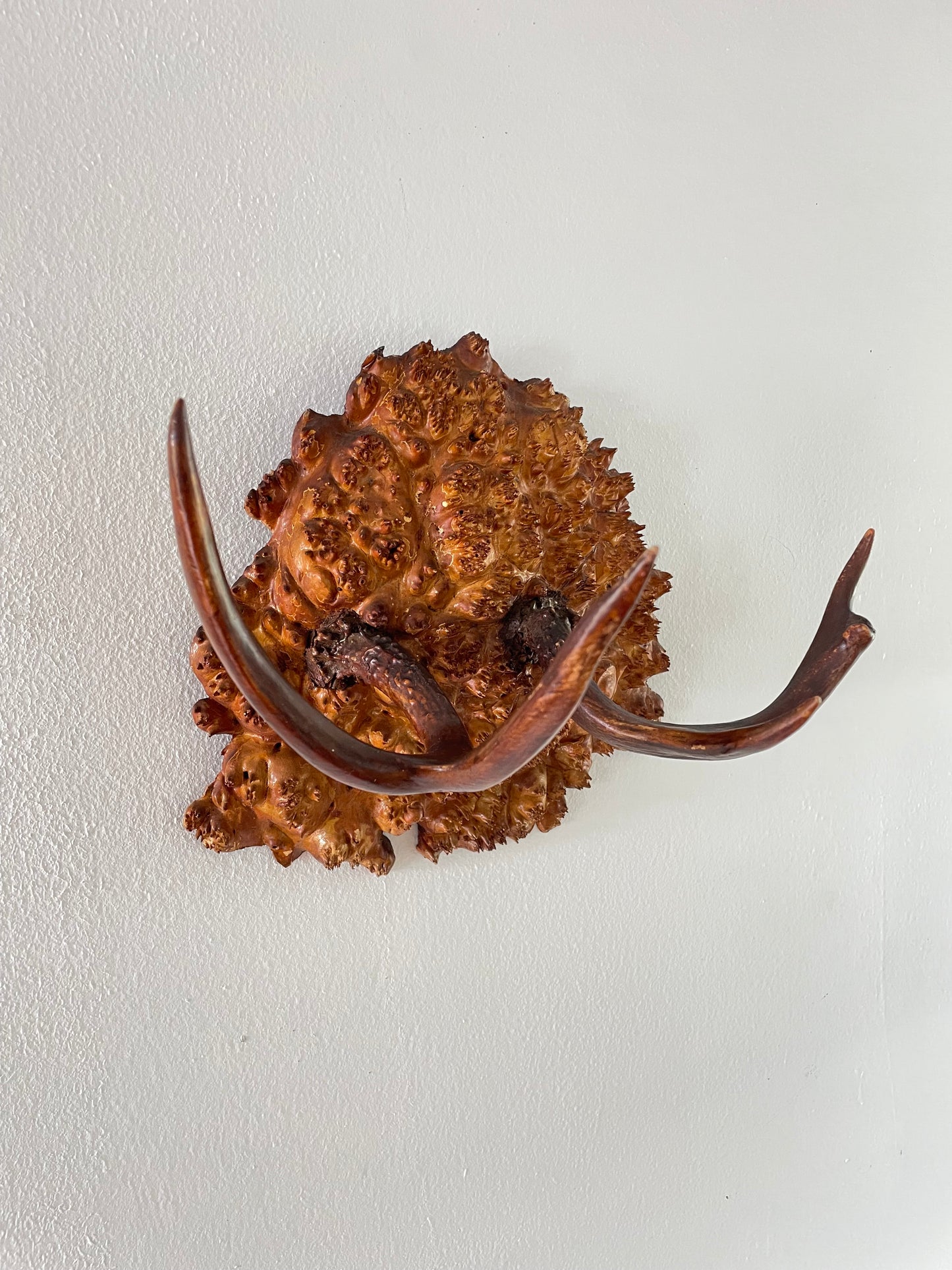 Vintage Trophy Antlers on Hardwood Burl Mount