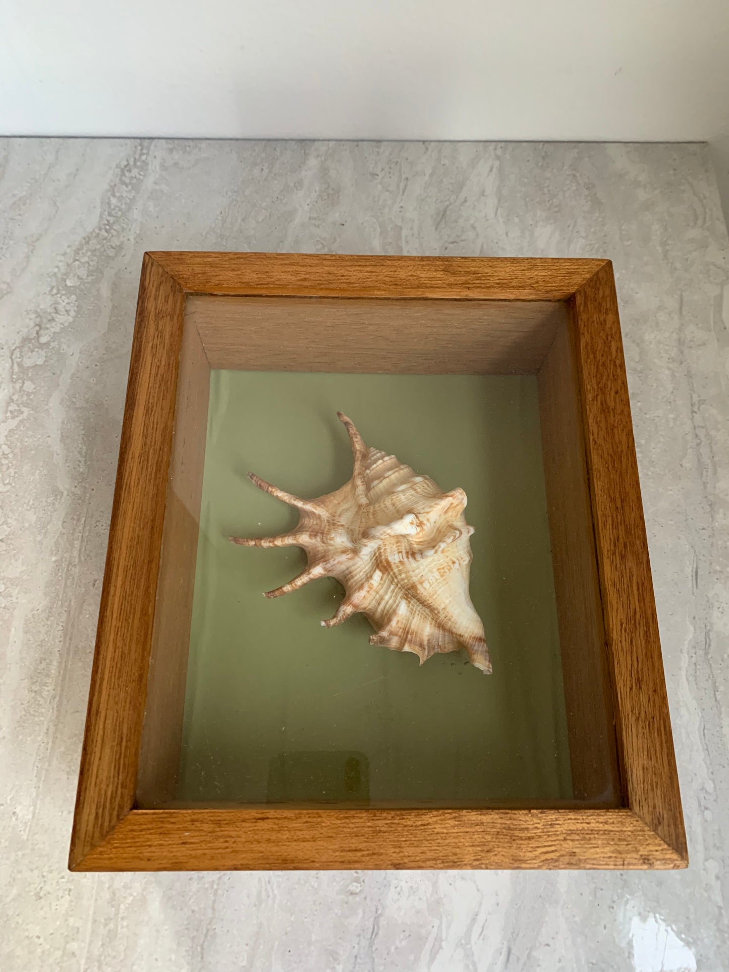 Vintage Shell in a Wooden Shadow Box
