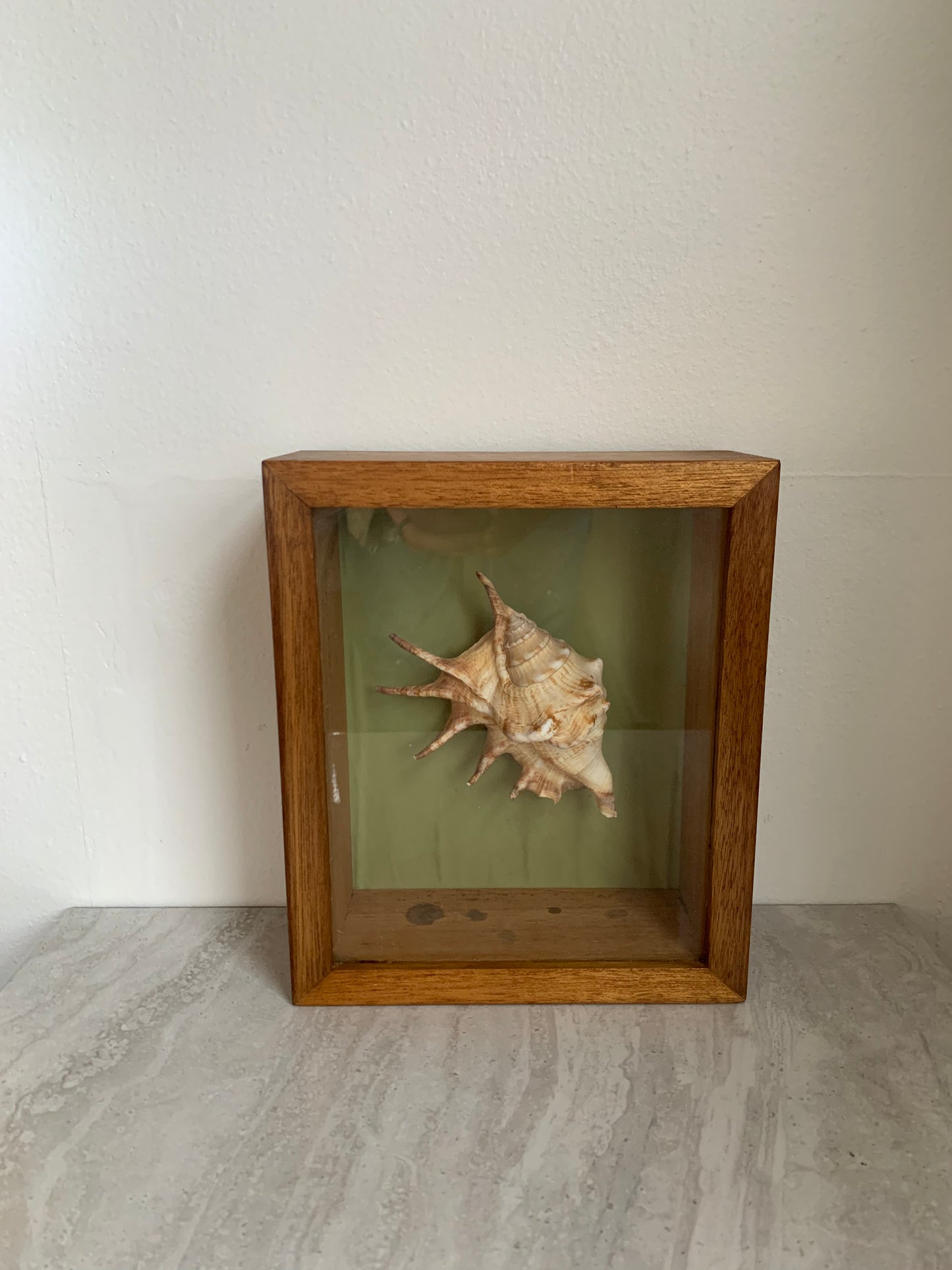 Vintage Shell in a Wooden Shadow Box