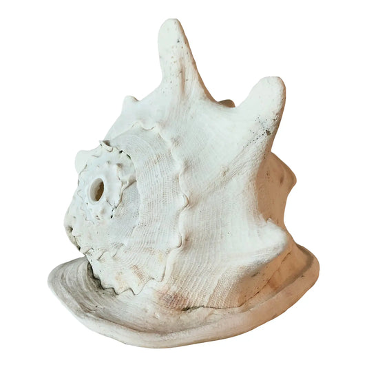Large Queen Helmet Conch Shell