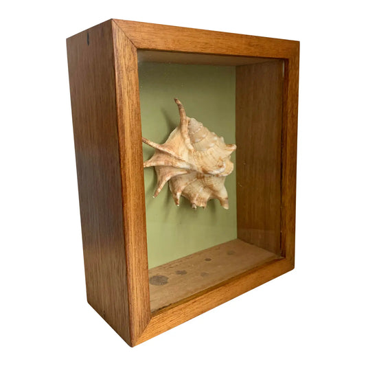 Vintage Shell in a Wooden Shadow Box